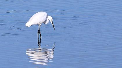 Küçük ak balıkçıl