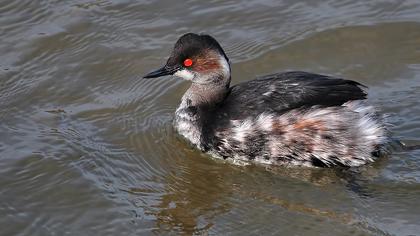 Karaboyunlu batağan