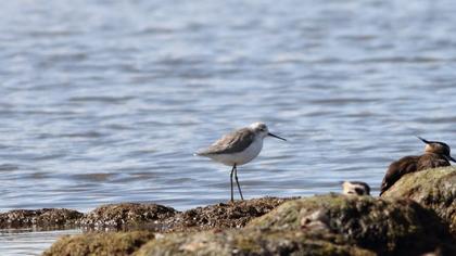 Bataklık düdükçünü