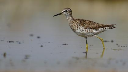 Orman düdükçünü