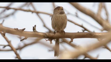 Uzunkuyruklu baştankara