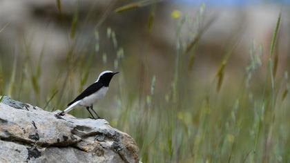 Aksırtlı kuyrukkakan