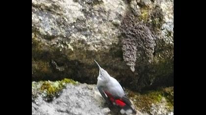 Duvar tırmaşıkkuşu