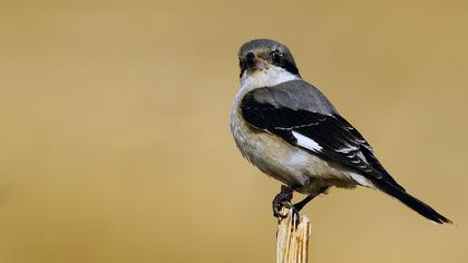 Karaalınlı örümcekkuşu