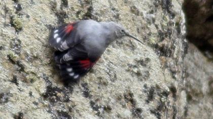 Duvar tırmaşıkkuşu