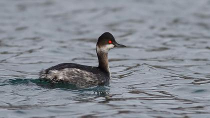 Karaboyunlu batağan