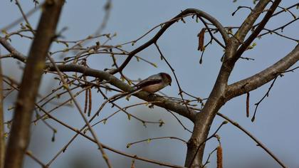 Uzunkuyruklu baştankara