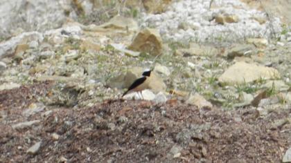 Karakulaklı kuyrukkakan