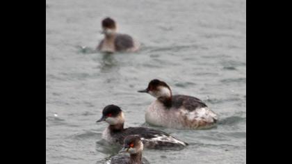 Karaboyunlu batağan