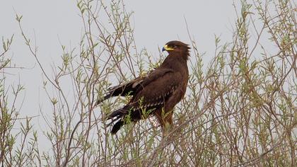 Büyük orman kartalı