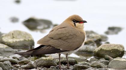 Bataklıkkırlangıcı