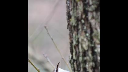 Orman tırmaşıkkuşu