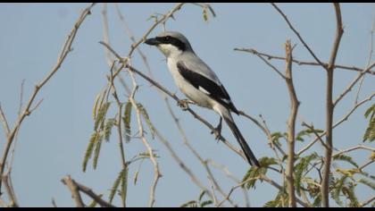 Büyük örümcekkuşu