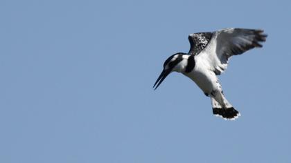 Alaca yalıçapkını