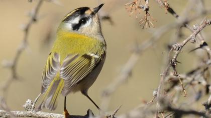 Sürmeli çalıkuşu