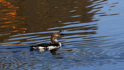 Karagerdanlı dalgıç