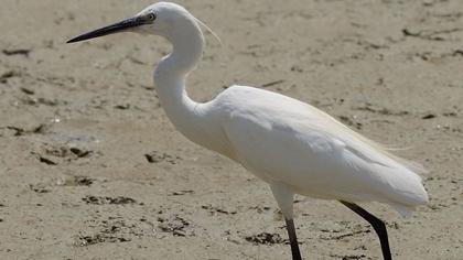 Küçük ak balıkçıl