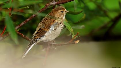 Sarıgagalı ketenkuşu