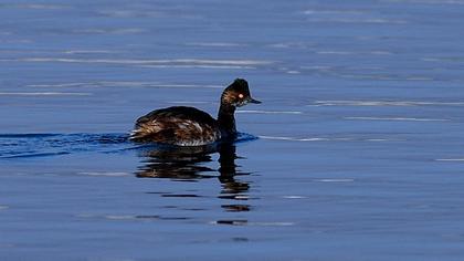 Karaboyunlu batağan
