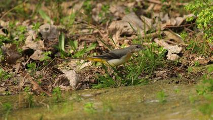 Dağ kuyruksallayanı