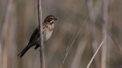 Bataklık Kirazkuşu
