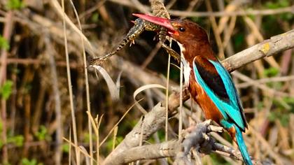 İzmir yalıçapkını