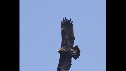 Büyük orman kartalı