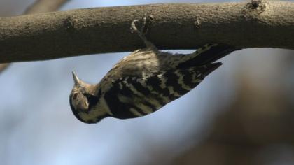 Küçük ağaçkakan