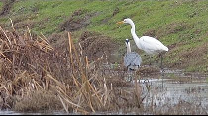 Büyük ak balıkçıl