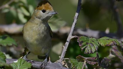 Karabaşlı ötleğen