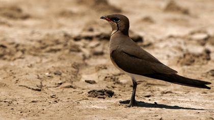 Bataklıkkırlangıcı