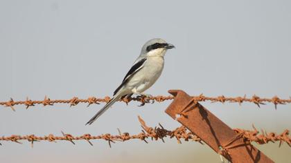 Büyük örümcekkuşu