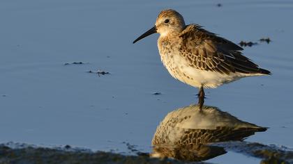 Karakarınlı kumkuşu