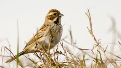 Bataklık Kirazkuşu