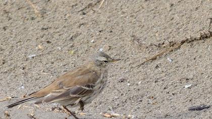 Water Pipit
