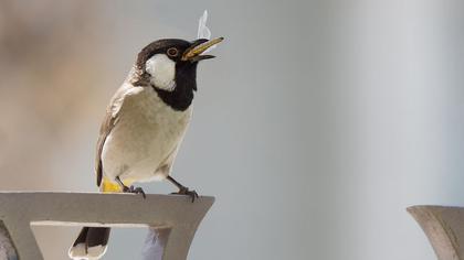 Akyanaklı arapbülbülü