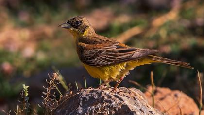 Karabaşlı kirazkuşu