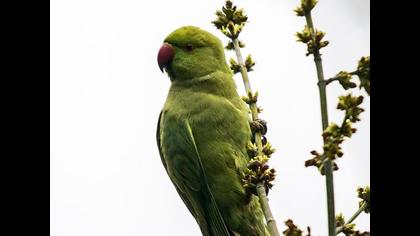 Yeşil papağan