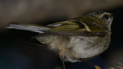 Sürmeli çalıkuşu