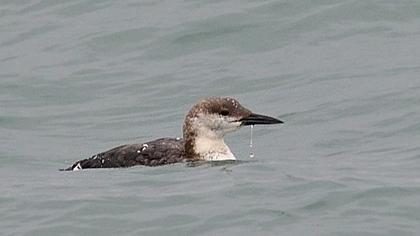 Karagerdanlı dalgıç