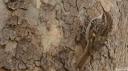 Orman tırmaşıkkuşu