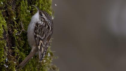 Bahçe tırmaşıkkuşu