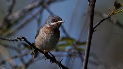 Bıyıklı ötleğen