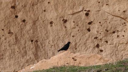 Kırmızıgagalı dağ kargası