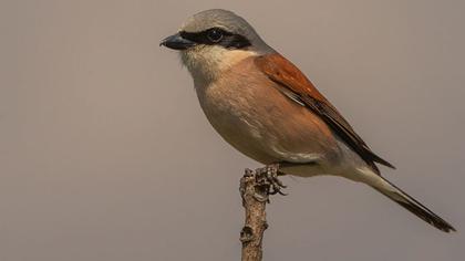 Kızılsırtlı örümcekkuşu