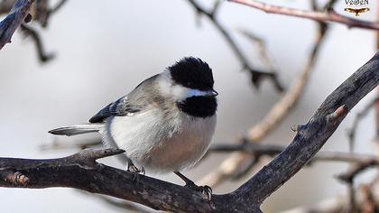 Akyanaklı baştankara