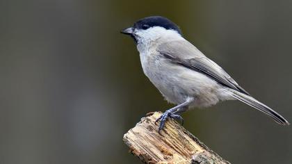 Kayın baştankarası