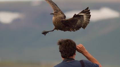 Büyük korsanmartı