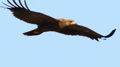 Küçük orman kartalı