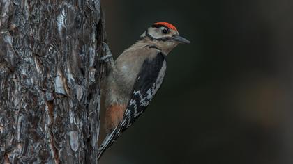 Orman alaca ağaçkakanı